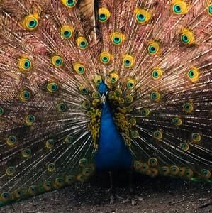 Meet your Posher, Victoria